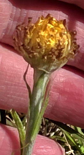 Coronidium scorpioides, photograph 2