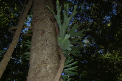 Platycerium superbum, photograph (c) Greg Tasney, some rights reserved (CC BY-SA)