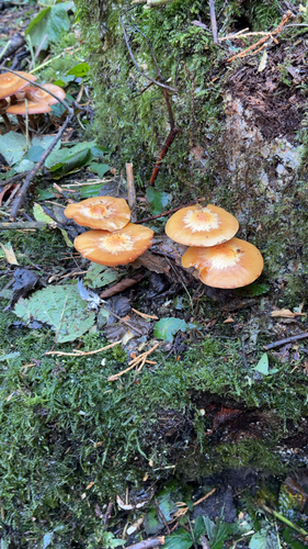 Sheathed Woodtuft