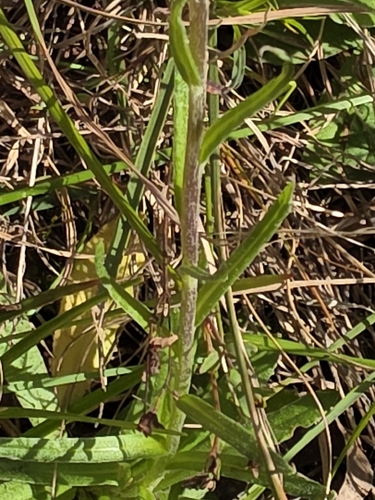 Coronidium scorpioides, photograph 4