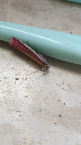 Rosy-striped Knot-horn