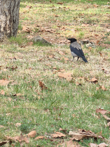 Hooded Crow