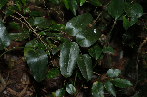 Smilax australis, photograph 1