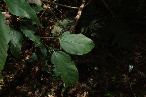 Mallotus philippensis, photograph 3