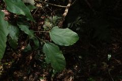 Mallotus philippensis, photograph (c) Greg Tasney, some rights reserved (CC BY-SA)