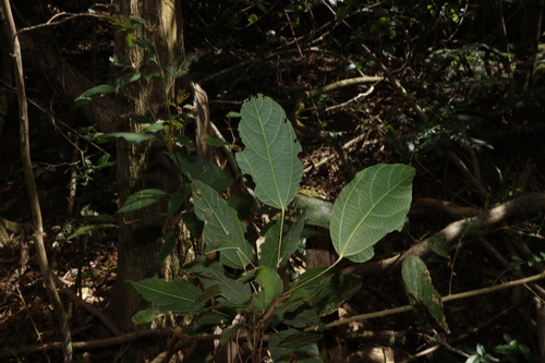 Mallotus philippensis, photograph 2