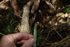 Pyrrosia confluens