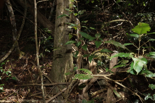 Mallotus philippensis, photograph 4