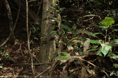 Mallotus philippensis, photograph (c) Greg Tasney, some rights reserved (CC BY-SA)