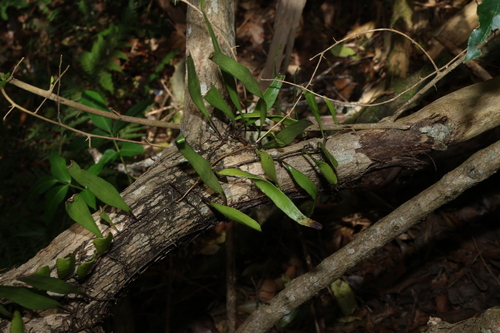 Pyrrosia confluens, photograph 1
