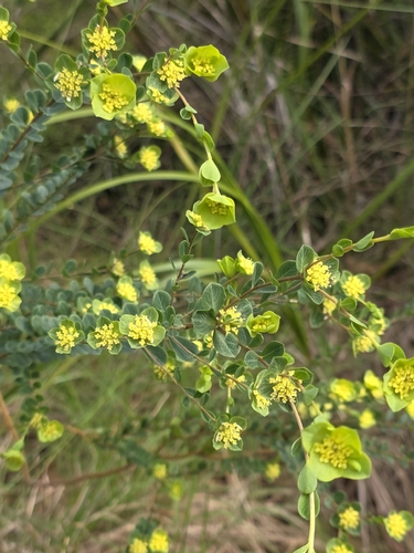 Pimelea flava, photograph 6
