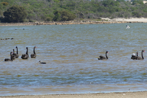 Black Swan