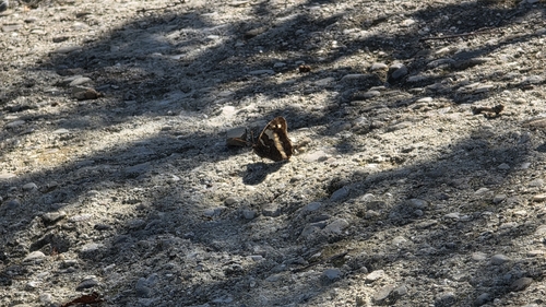 Great Banded Grayling