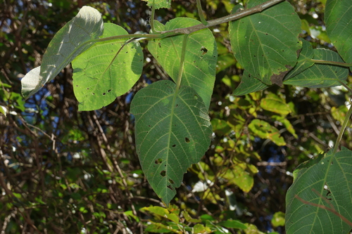 Dendrocnide excelsa, photograph 2