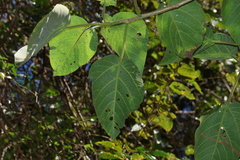 Dendrocnide excelsa, photograph (c) Greg Tasney, some rights reserved (CC BY-SA)