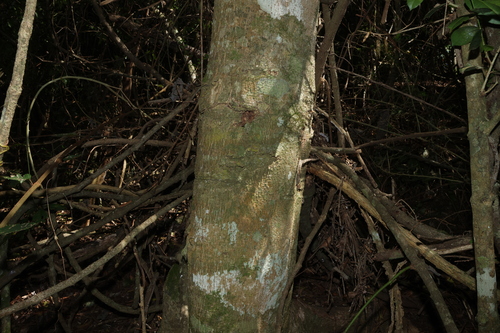 Dendrocnide excelsa, photograph 3