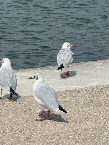 Black-headed Gull