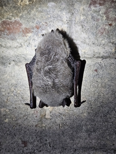 Daubenton's bat