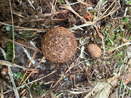 blushing false truffle