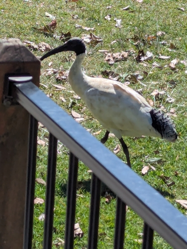 Australian Ibis