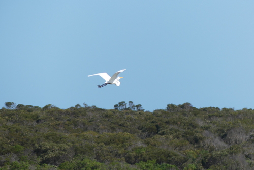Great Egret