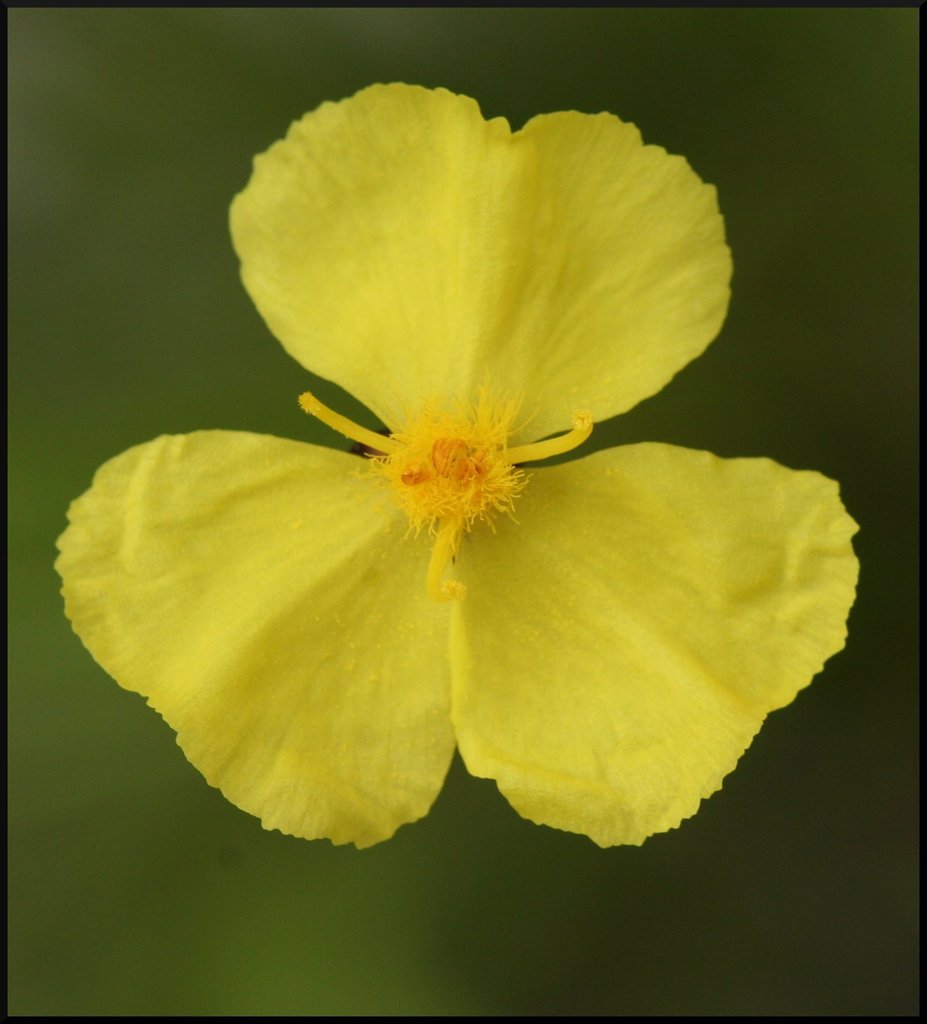 Tall Yellow-Eyed Grass