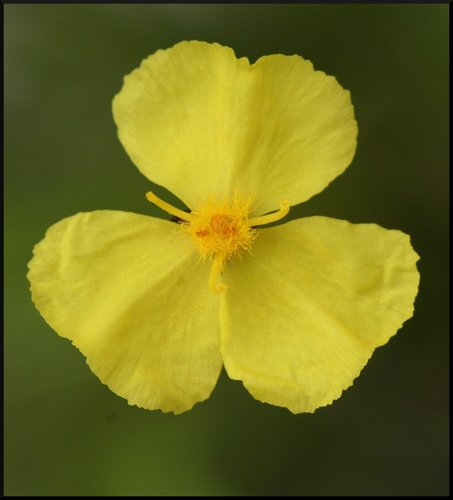 Xyris operculata Labill.