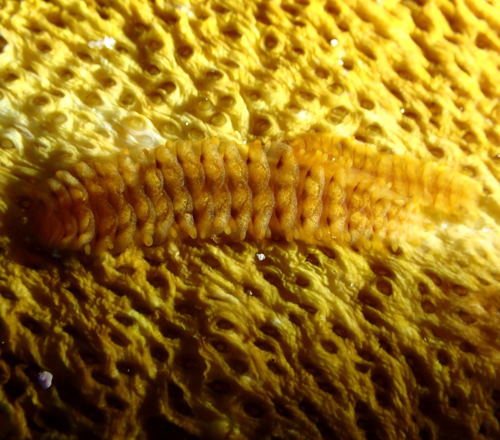 Club-spined Scale Worm