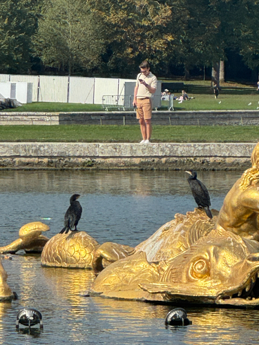 Great Cormorant