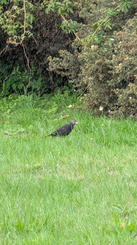 Eurasian Blackbird