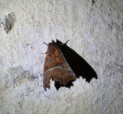 Herald Moth