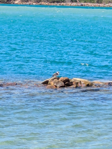 Little Pied Cormorant