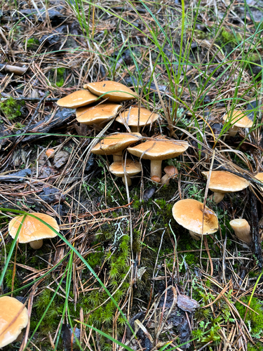 Bovine Jack