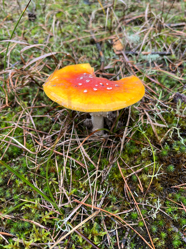 Fly Agaric