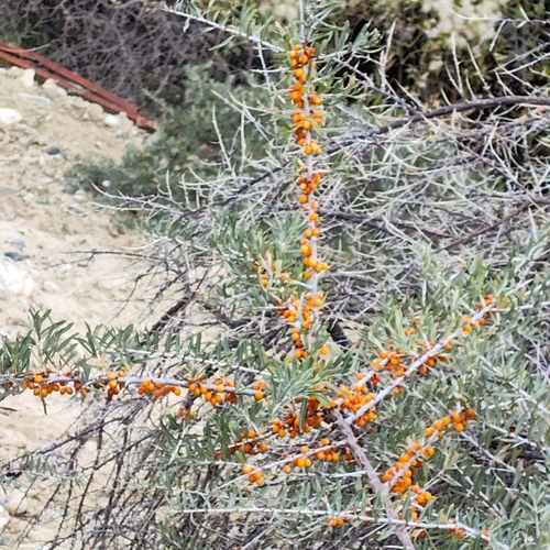 Sea-buckthorn