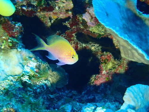 Serranocirrhitus latus observed 2026-09-02
