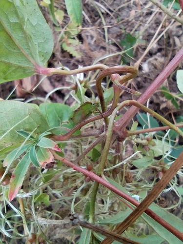 Southern Green Stink Bug