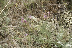 Astragalus subuliformis