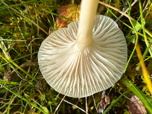 Snowy Waxcap