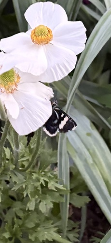 Australian Grapevine Moth