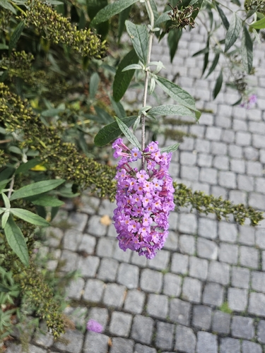 Butterfly bush