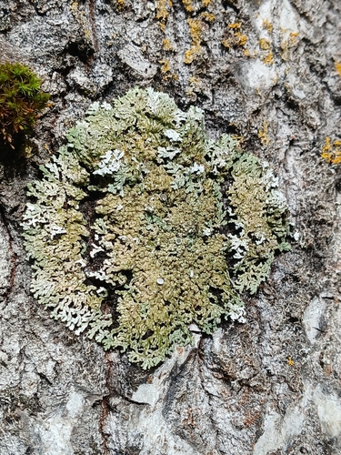 Physconia distorta