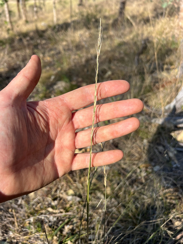 Aristida ramosa observed 2026-09-17