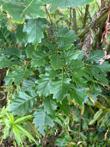 white oaks