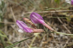 Astragalus subuliformis