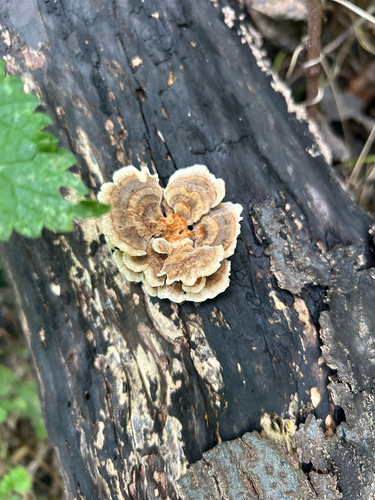 turkey-tail