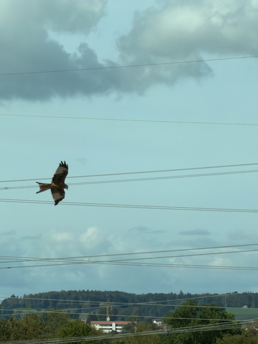 Red Kite