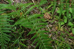 (c) Greg Tasney, some rights reserved (CC BY-SA) Pityrogramma austroamericana, photograph (c) Greg Tasney, some rights reserved (CC BY-SA)