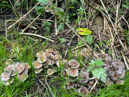Pale Brittlestem