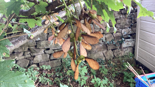 sycamore maple